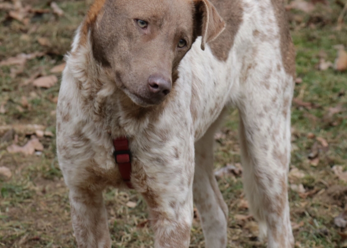 Mischling-Hund, Taavi, Tierheim Burgdorf