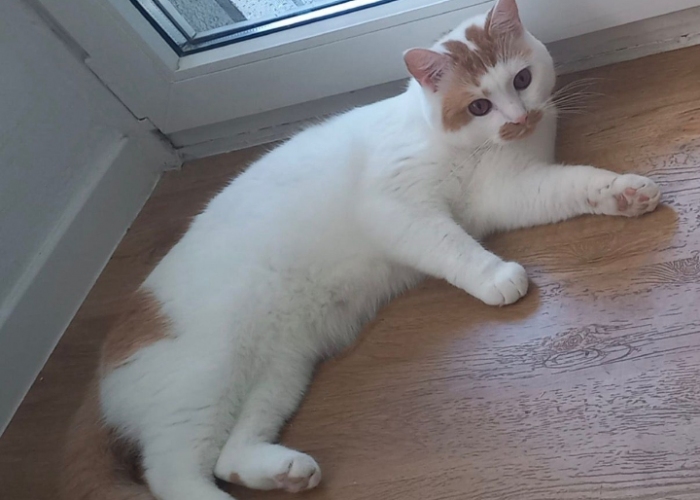 Katze, BKH, Milo, Tierheim Burgdorf