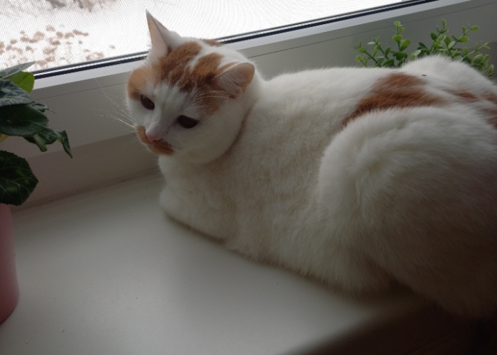 BKH-Katze, Milo, Tierheim Burgdorf