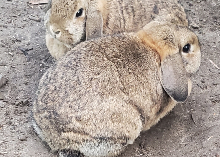 Kleintier, , Mily und Lily, Tierheim Burgdorf