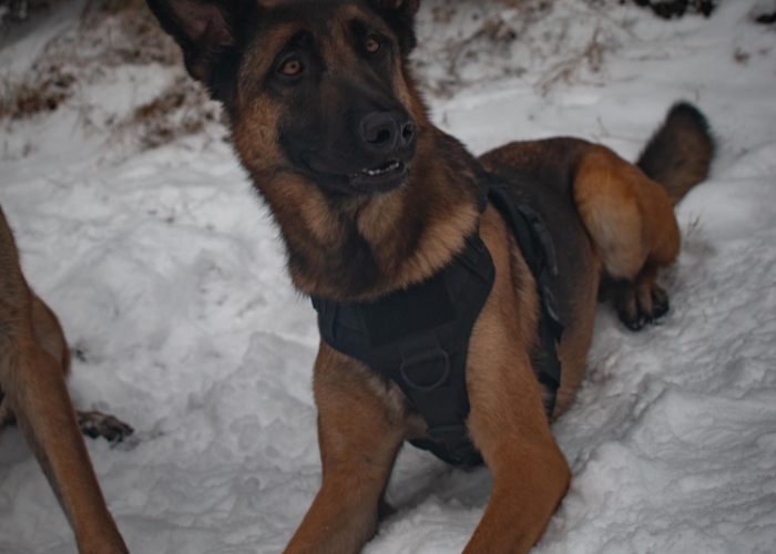 Hund, Schäferhund Mischling, Max, Tierheim Burgdorf