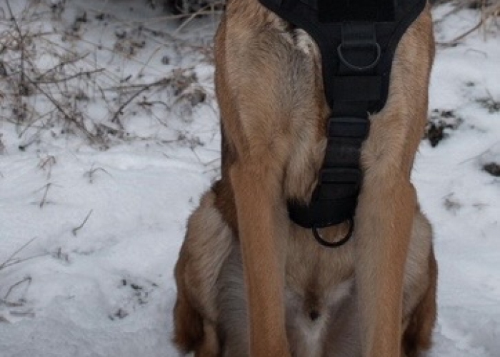 Schäferhund Mischling-Hund, Max, Tierheim Burgdorf