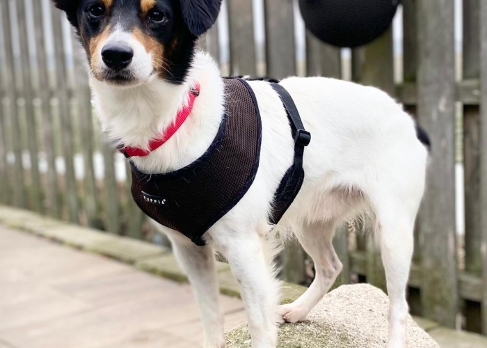 Hund, Bodeguero Andaluz Mischling , Woody, Tierheim Burgdorf