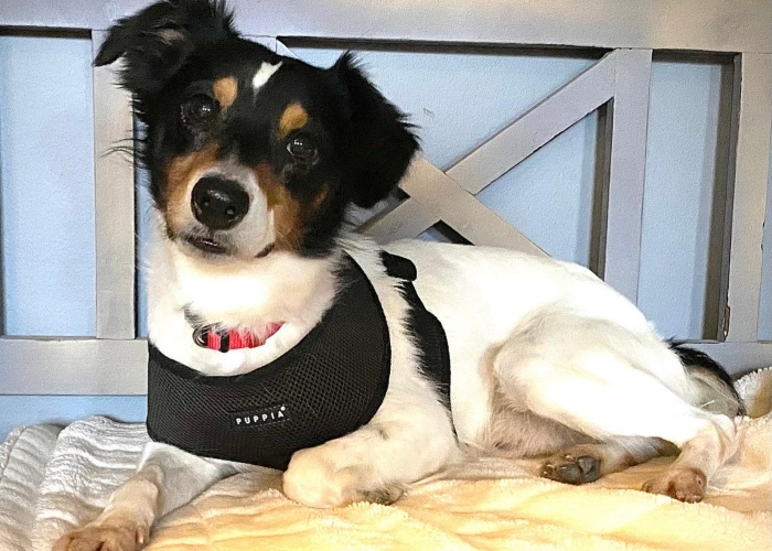 Bodeguero Andaluz Mischling -Hund, Woody, Tierheim Burgdorf