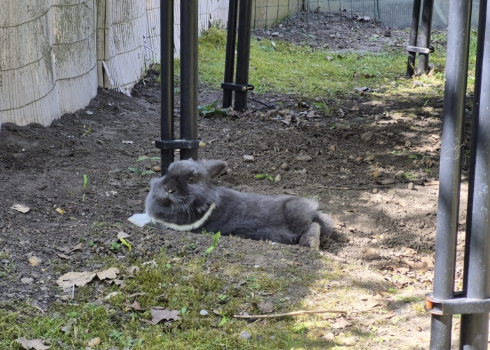 Kleintier, Löwenkopf Mix, Rex, Tierheim Burgdorf