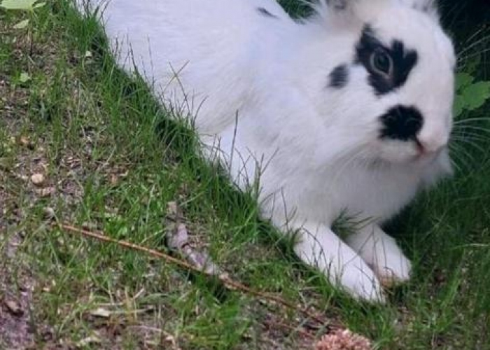 Löwenkopf Mix-Kleintier, Rex, Tierheim Burgdorf