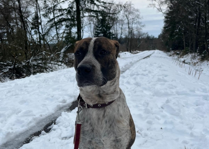 Mischling-Hund, Jo, Tierheim Burgdorf