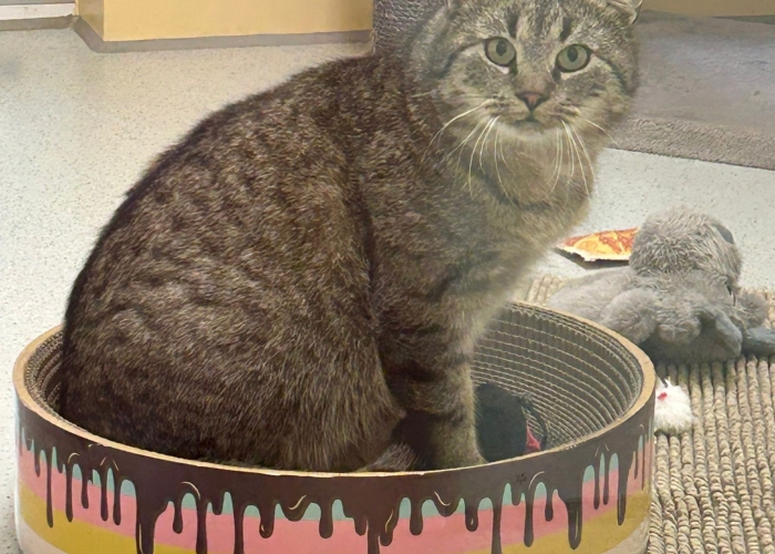 Katze, EKH, Rigatoni , Tierheim Burgdorf