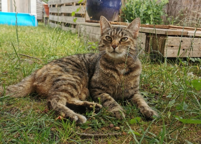 Katze, EKH, Fienchen, Tierheim Burgdorf