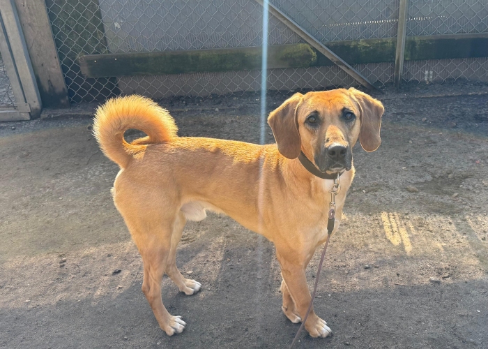 Bracken-Mischling-Hund, Sprotte, Tierheim Burgdorf