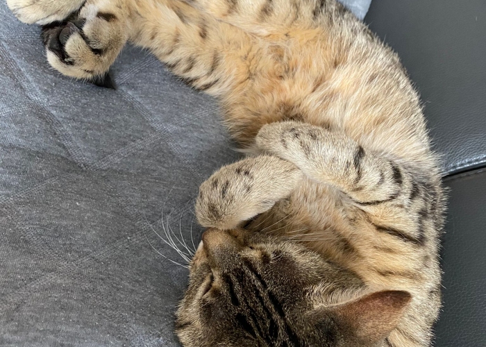 -Katze, Mr Kate, Tierheim Burgdorf