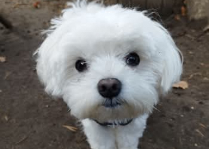 Hund, Malteser, Bounty, Tierheim Burgdorf