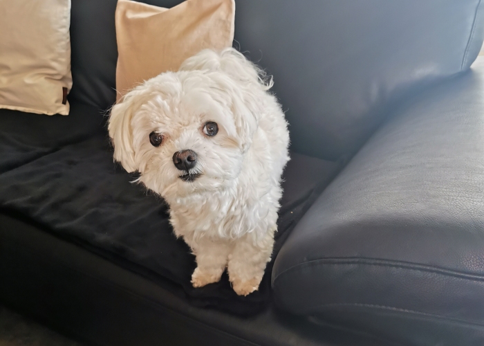 Malteser-Hund, Bounty, Tierheim Burgdorf