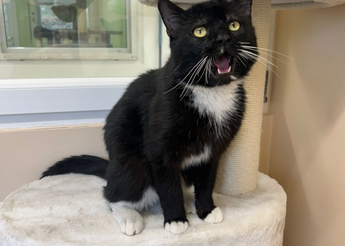 EKH-Katze, Kome, Tierheim Burgdorf