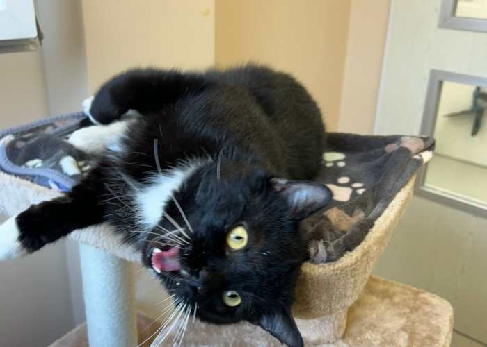 EKH-Katze, Kome, Tierheim Burgdorf