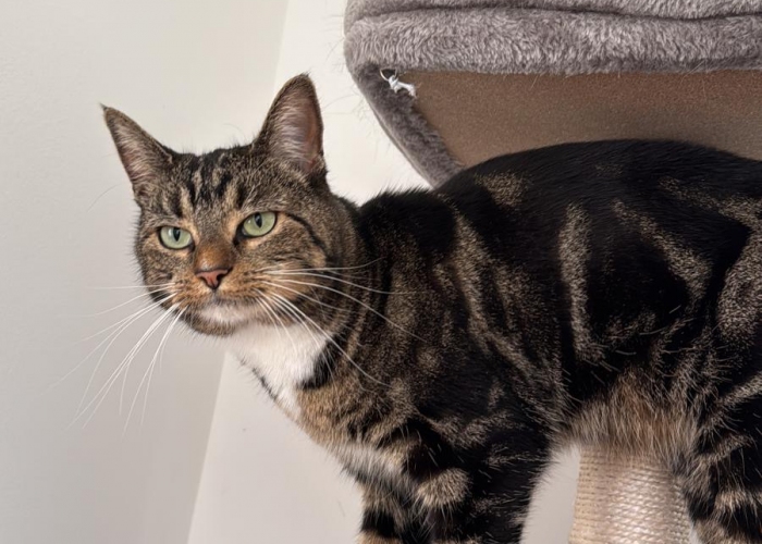 Siamesisch-Langhaar-Mix-Katze, Naylie, Tierheim Burgdorf