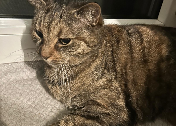 Katze, EKH, Kimmi, Tierheim Burgdorf