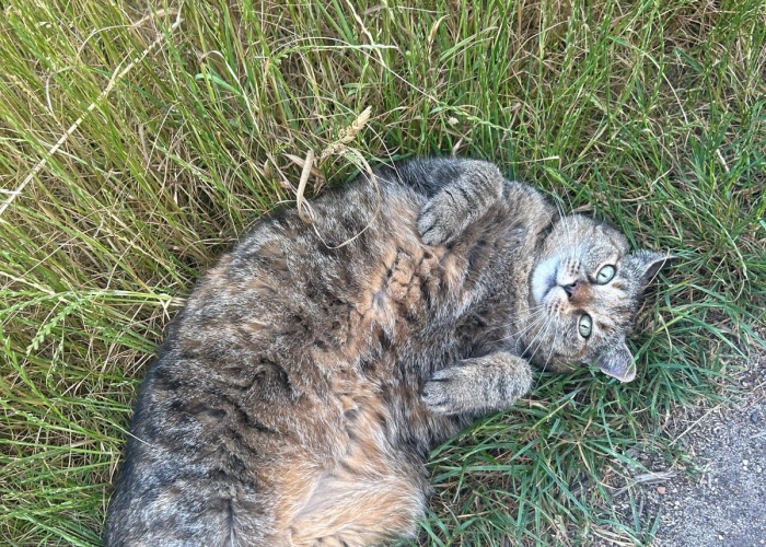 EKH-Katze, Kimmi, Tierheim Burgdorf