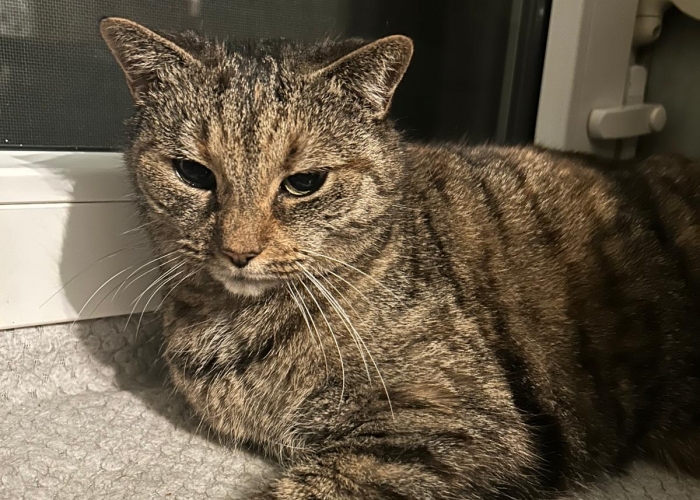 EKH-Katze, Kimmi, Tierheim Burgdorf