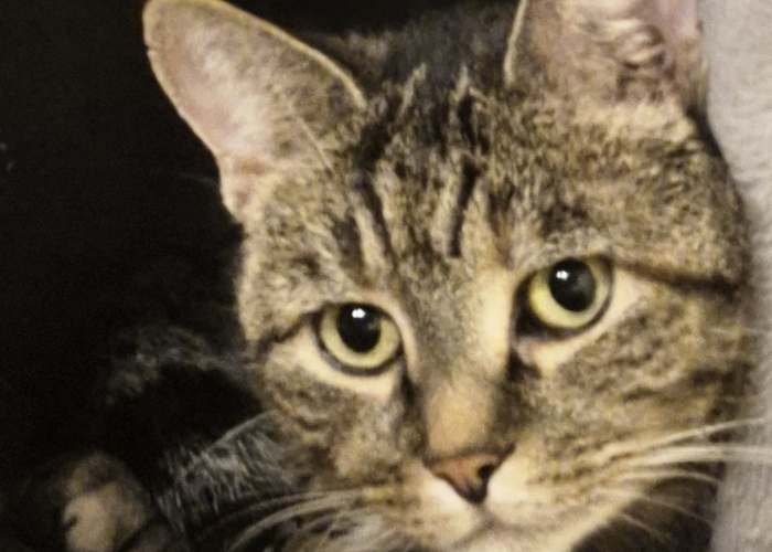 -Katze, Nala, Tierheim Burgdorf