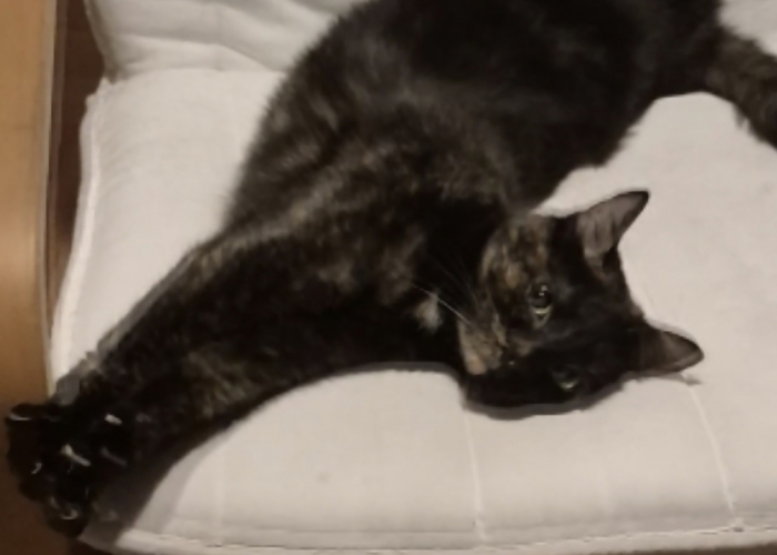 -Katze, Lou, Tierheim Burgdorf