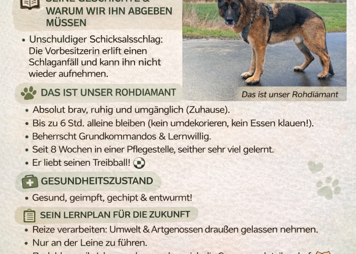 Hund, DSH, Bobby, Tierheim Burgdorf