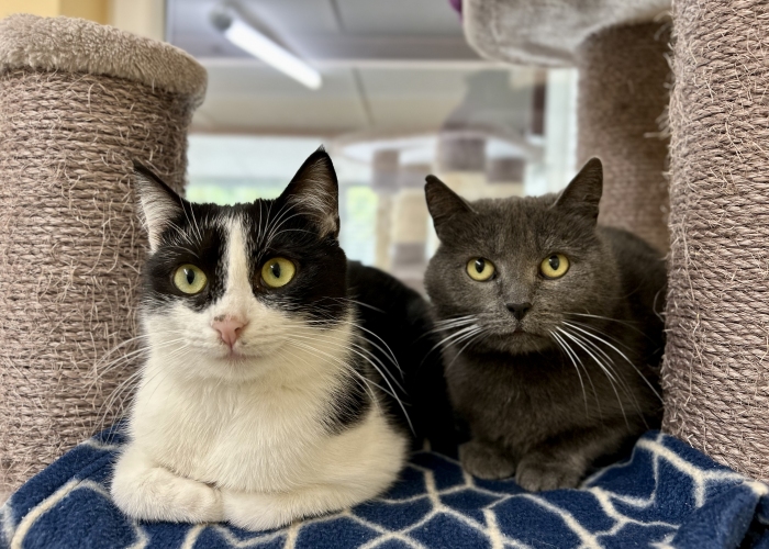 Katze, EKH-Mix, Florentine und Blinzela, Tierheim Burgdorf