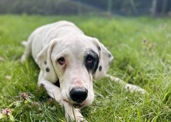 Dogo Argentino-Mischling-Hund, Sky, Tierheim Burgdorf