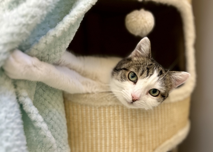 EKH-Katze, Sissi, Tierheim Burgdorf