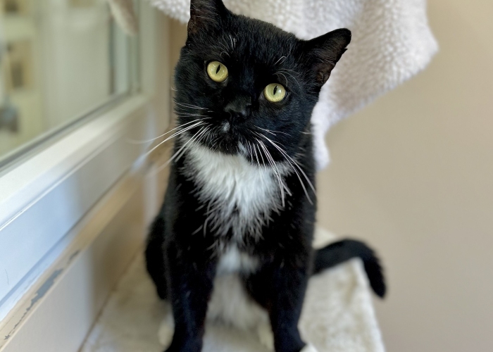 EKH-Katze, Kome, Tierheim Burgdorf