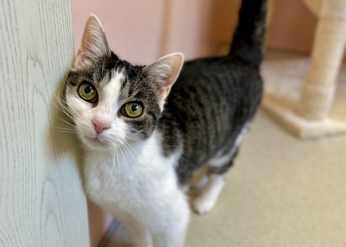 Katze, EKH, Stella, Tierheim Burgdorf