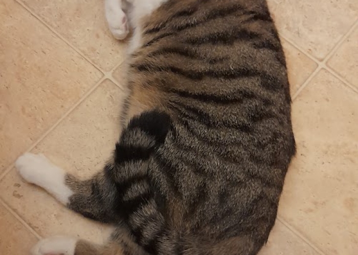 EKH-Katze, Krümel, Tierheim Burgdorf