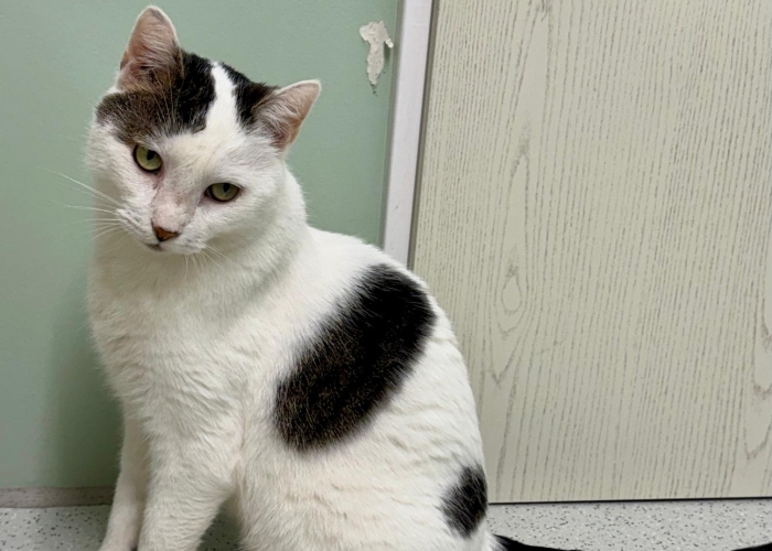 EKH-Katze, Thomas & Thorsten, Tierheim Burgdorf