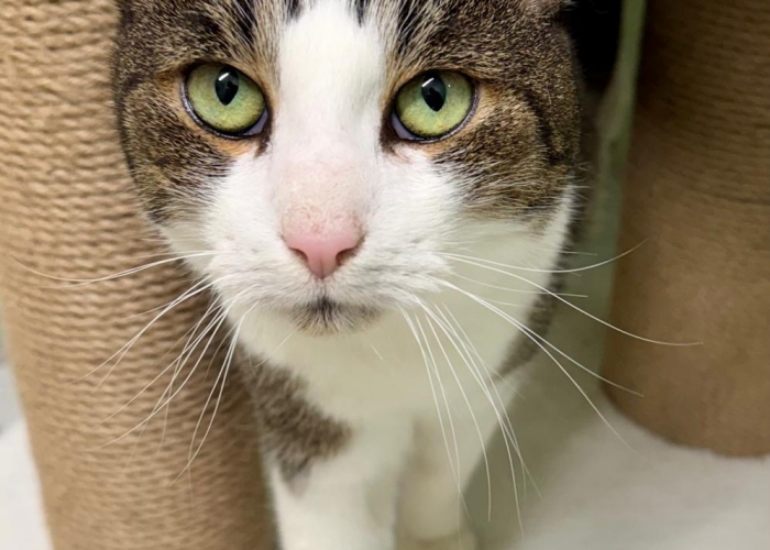 EKH-Katze, Thomas & Thorsten, Tierheim Burgdorf