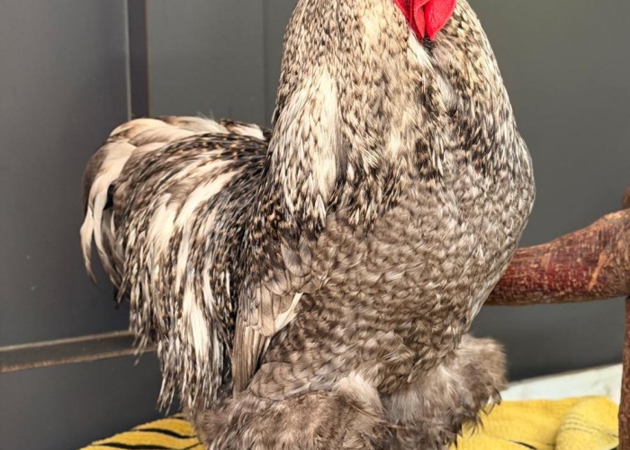 -Vogel, Jürgen und Zlatko, Tierheim Burgdorf