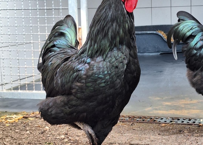 Vogel, Australorp, Hix und Hatschi, Tierheim Burgdorf