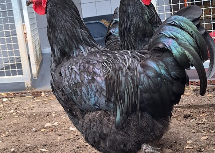 Australorp-Vogel, Hix und Hatschi, Tierheim Burgdorf