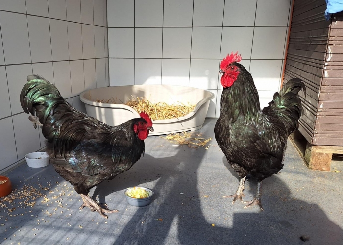 Australorp-Vogel, Hix und Hatschi, Tierheim Burgdorf