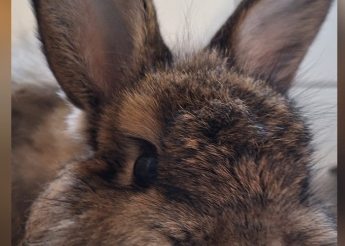 Kleintier, Zwergkaninchen, Salem, Tierheim Burgdorf