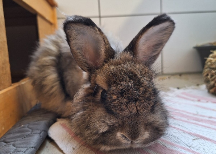 Kleintier, Angora Mix, Gandalf, Tierheim Burgdorf