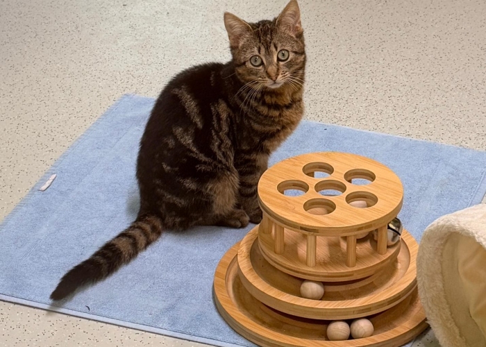 Katze, EKH, Maki, Tierheim Burgdorf