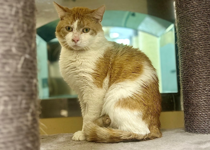 Katze, EKH, Bratan, Tierheim Burgdorf