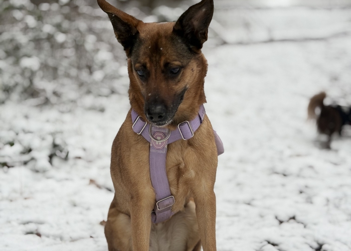 Schäferhund-Mix-Hund, Molly, Tierheim Burgdorf