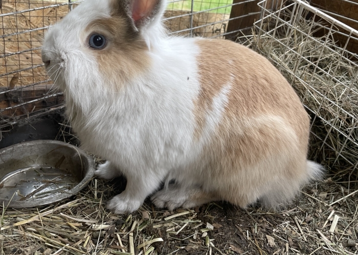 Kleintier, Teddyfell, Lucy und Daisy, Tierheim Burgdorf