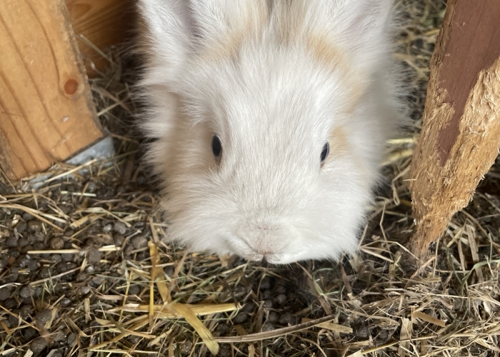 Teddyfell-Kleintier, Lucy und Daisy, Tierheim Burgdorf