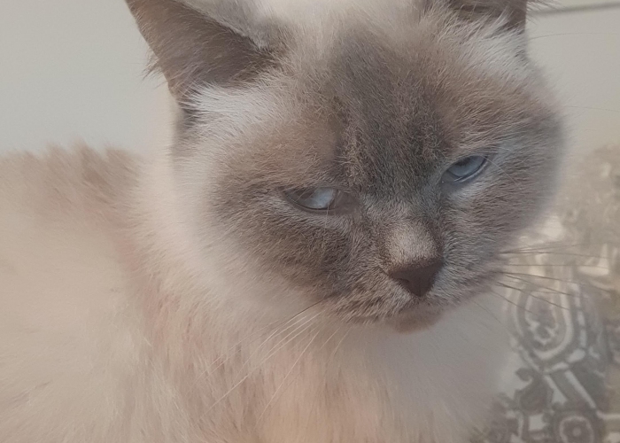 Katze, BKH, Nila, Tierheim Burgdorf