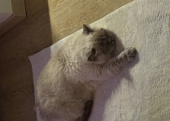 BKH-Katze, Nila, Tierheim Burgdorf