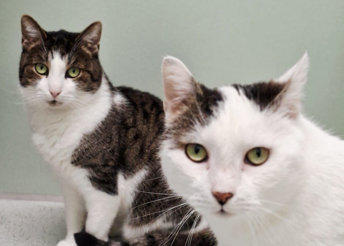 Katze, EKH, Thomas & Thorsten, Tierheim Burgdorf