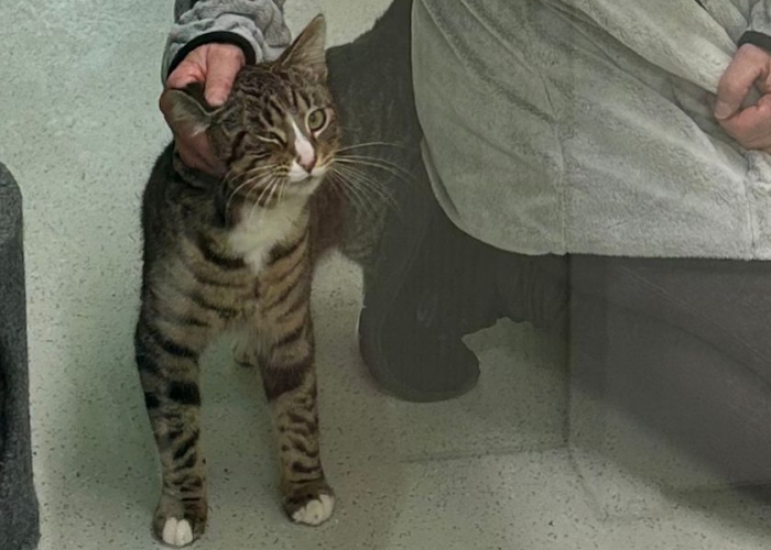 EKH-Katze, Alin, Tierheim Burgdorf