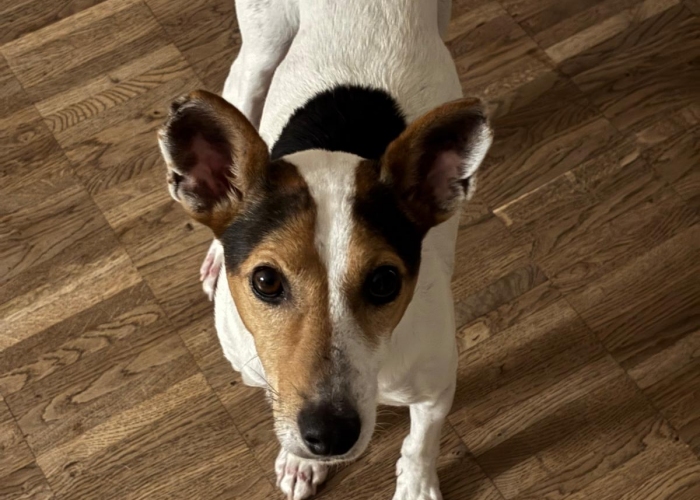 Hund, Bodeguero, Nute- Knut gerufen, Tierheim Burgdorf